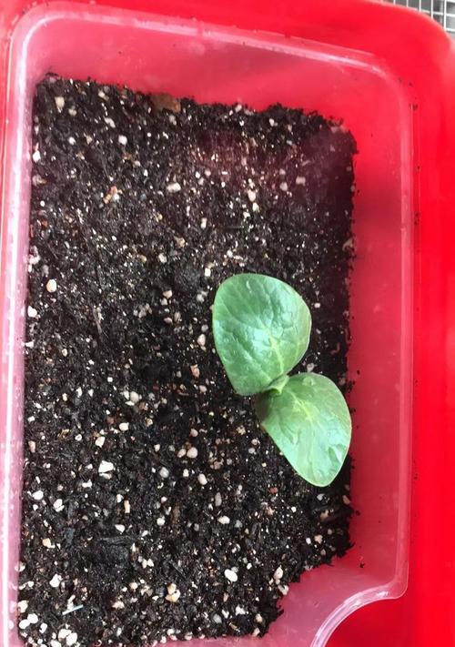 催芽了南瓜种子怎么种植？种植过程中需要注意什么？