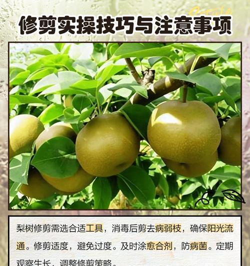 冬天梨树剪枝怎么修剪？修剪的最佳时间和方法是什么？