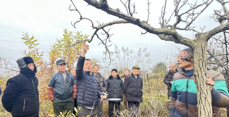 冬天梨树剪枝怎么修剪？修剪的最佳时间和方法是什么？