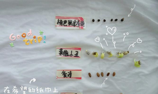 杏核催芽发芽的正确步骤是什么？需要多长时间才能看到效果？