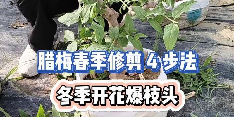 腊梅谢了怎么修剪枝条？修剪的最佳时间和方法是什么？