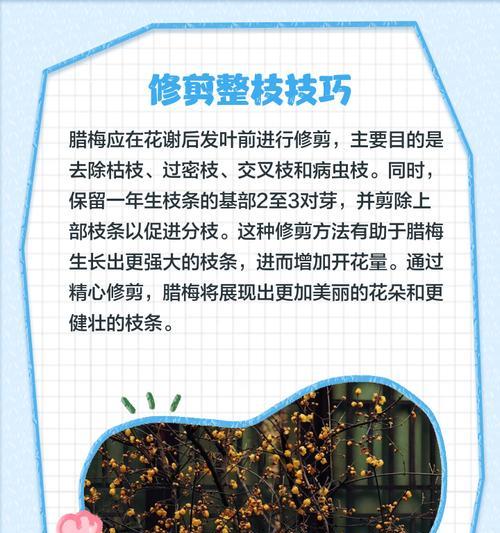 腊梅谢了怎么修剪枝条？修剪的最佳时间和方法是什么？