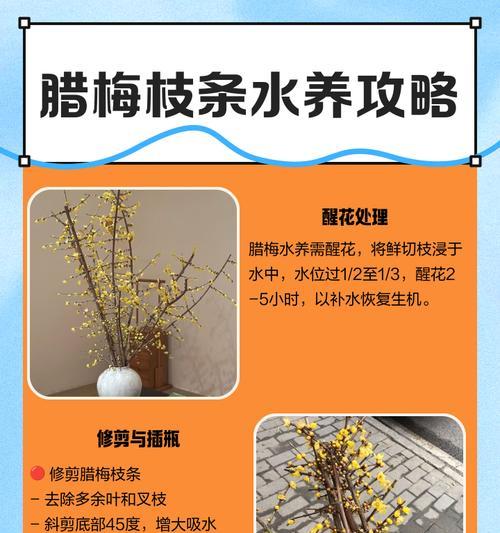 腊梅谢了怎么修剪枝条？修剪的最佳时间和方法是什么？
