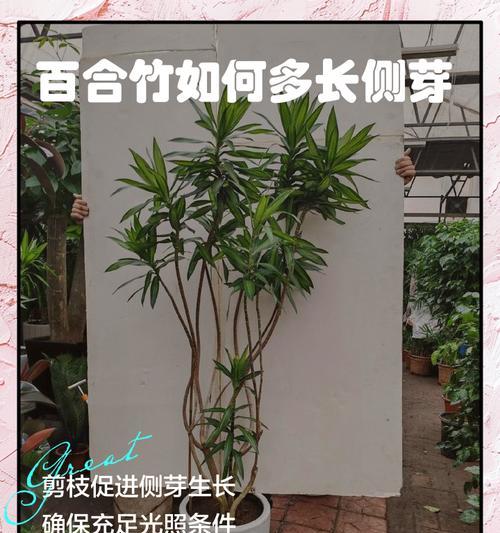 盆景竹修剪枝技巧有哪些？如何正确修剪盆景竹？