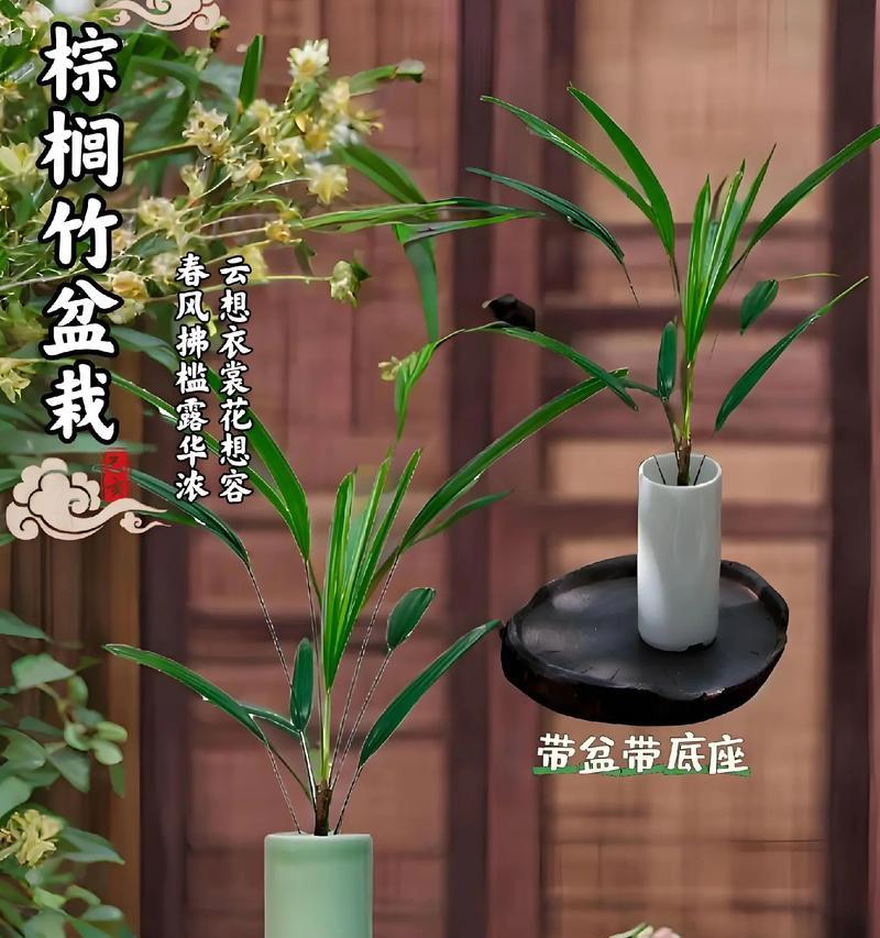 盆景竹修剪枝技巧有哪些？如何正确修剪盆景竹？