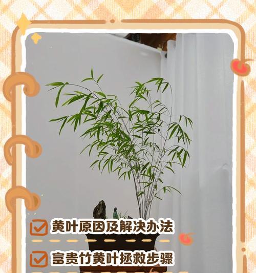 盆景竹修剪枝技巧有哪些？如何正确修剪盆景竹？