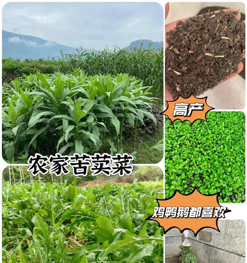 苦麦菜籽怎么种植方法？步骤和注意事项是什么？