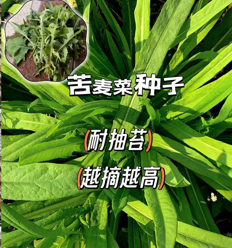 苦麦菜籽怎么种植方法？步骤和注意事项是什么？