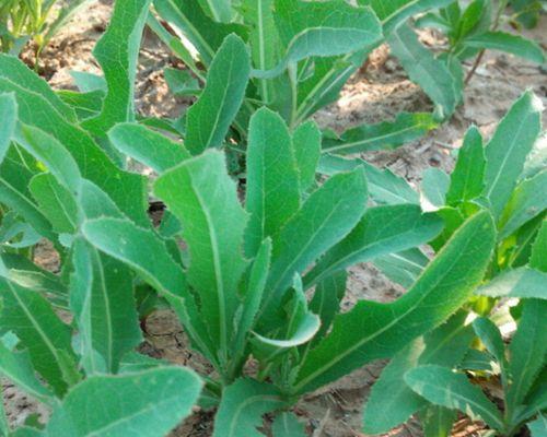 苦麦菜籽怎么种植方法？步骤和注意事项是什么？
