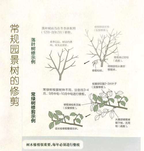 多年杨树修剪枝条的正确方法是什么？修剪后需要注意哪些问题？