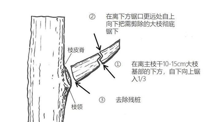 多年杨树修剪枝条的正确方法是什么？修剪后需要注意哪些问题？