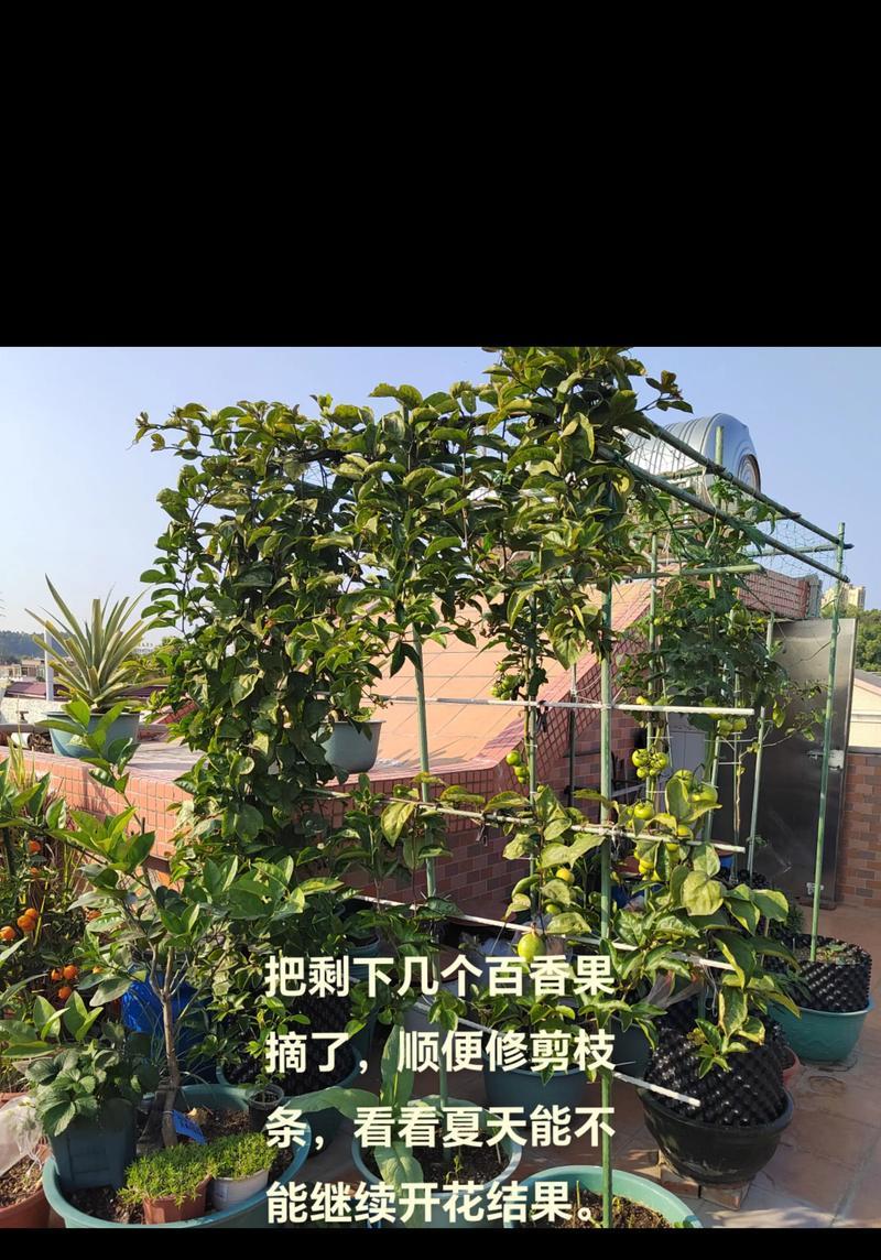 救命果修剪枝条的最佳时机是什么时候？具体步骤有哪些？
