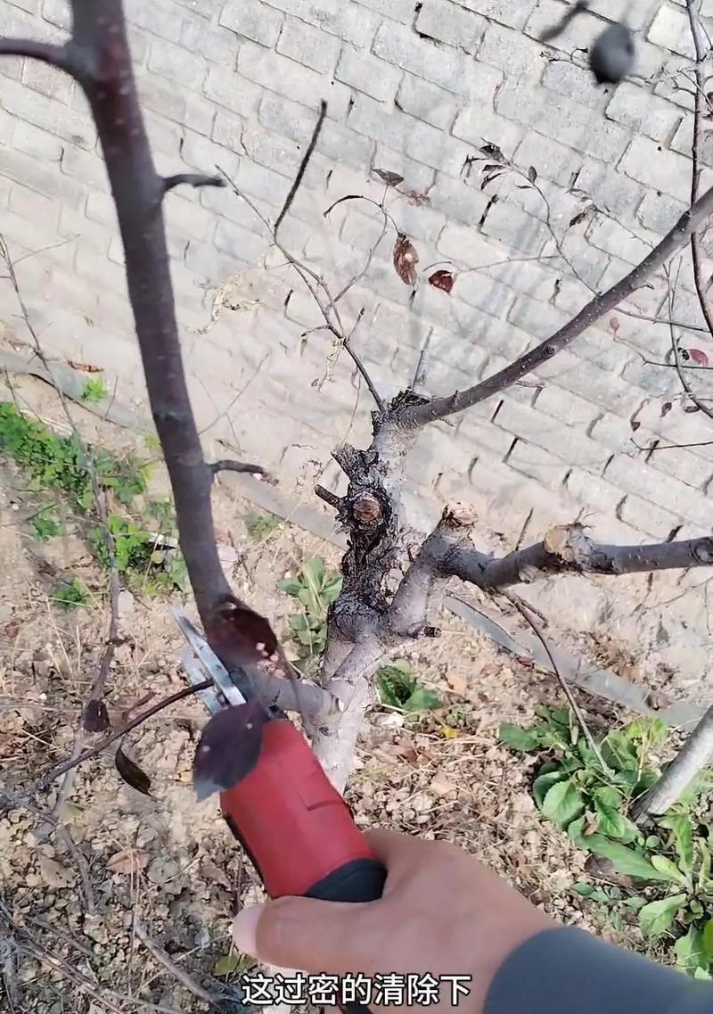 救命果修剪枝条的最佳时机是什么时候？具体步骤有哪些？