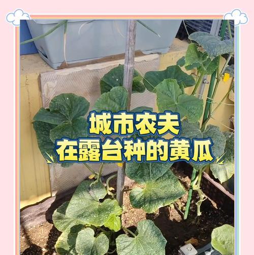 黄瓜豆角怎么种植方法？详细步骤和注意事项是什么？