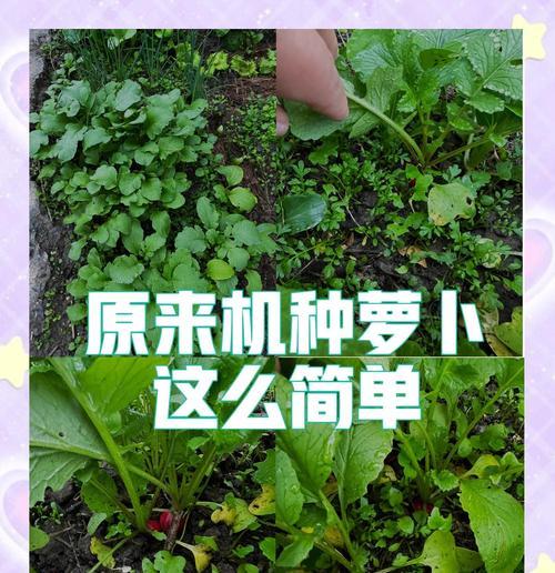 小萝卜种植收割方法是什么？如何正确进行小萝卜的种植和收割？