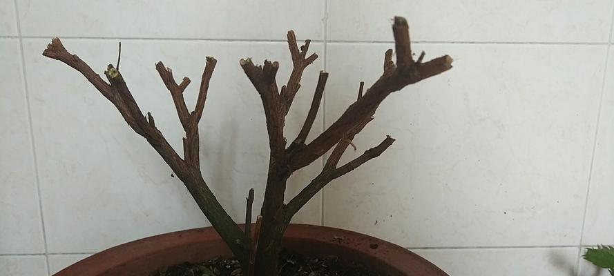 芝麻榆修剪枝条的最佳时机是什么时候？具体步骤有哪些？