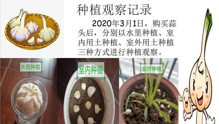 空心催芽后怎么种植？种植步骤和注意事项是什么？