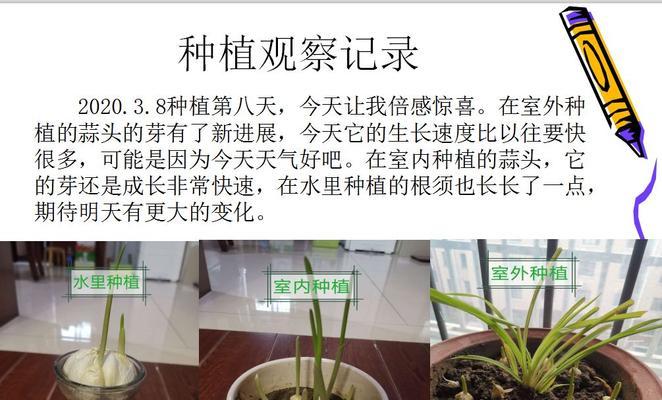 空心催芽后怎么种植？种植步骤和注意事项是什么？