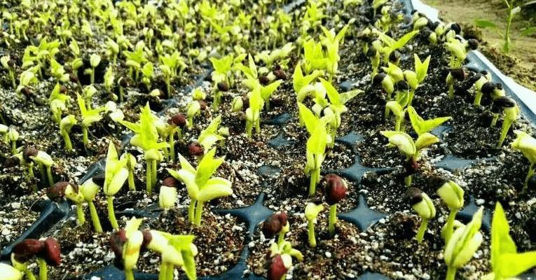 空心催芽后怎么种植？种植步骤和注意事项是什么？