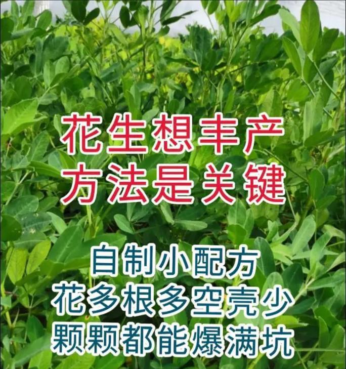 花生怎么种植方法？掌握这些步骤轻松种植！