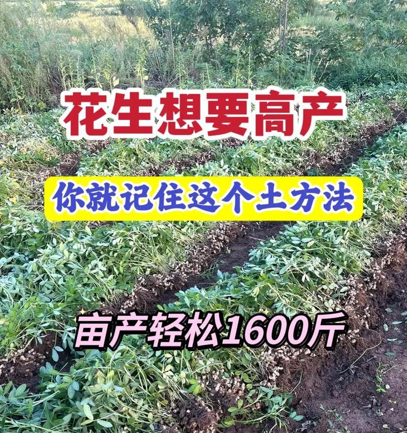 花生怎么种植方法？掌握这些步骤轻松种植！