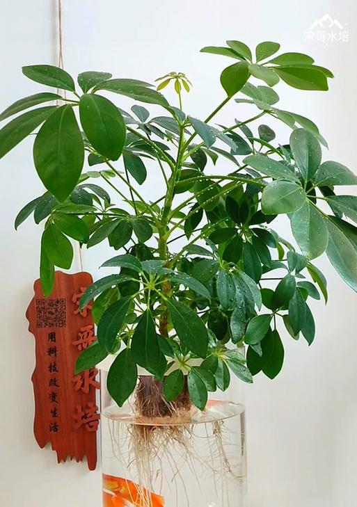 杏核催芽水培怎么养？需要多长时间才能发芽？