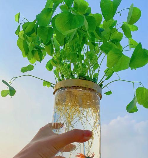 杏核催芽水培怎么养？需要多长时间才能发芽？