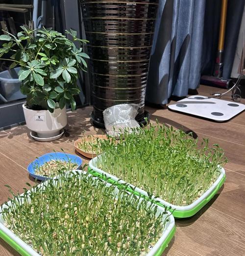 水培碗豆苗催芽方法是什么？需要多长时间才能发芽？