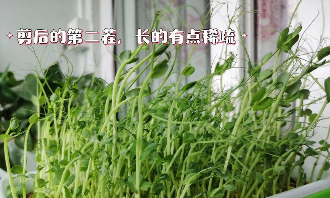水培碗豆苗催芽方法是什么？需要多长时间才能发芽？