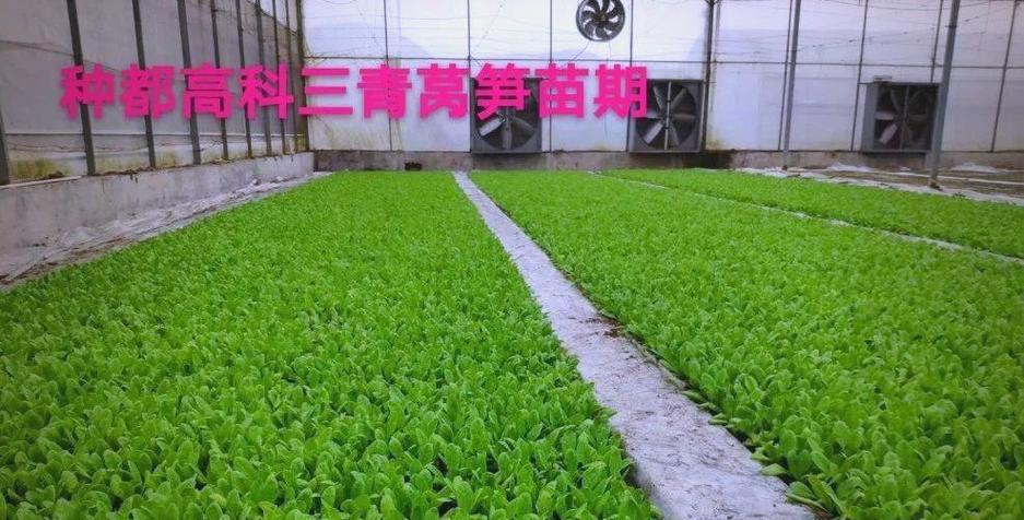莴笋催芽法怎么做？步骤和注意事项是什么？