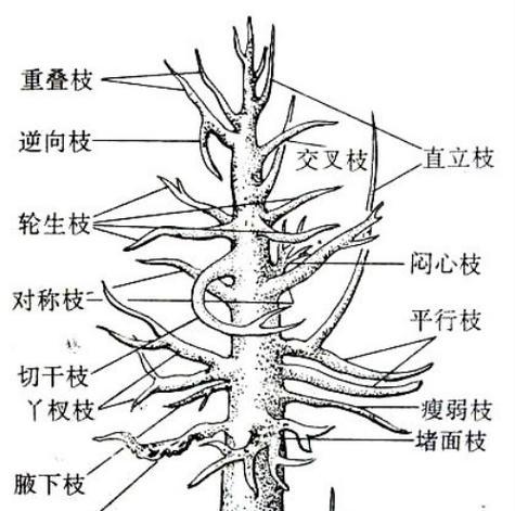 桂花修剪枝叶的最佳时机是什么时候？如何正确修剪以促进生长？