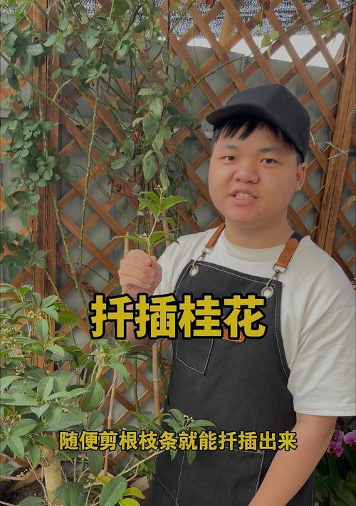 桂花修剪枝叶的最佳时机是什么时候？如何正确修剪以促进生长？