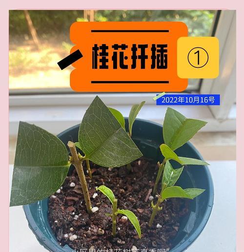 桂花修剪枝叶的最佳时机是什么时候？如何正确修剪以促进生长？