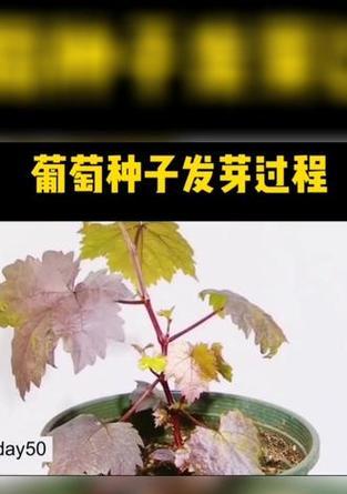 葡萄催芽袋子的正确打开方法是什么？