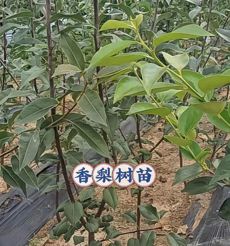 李树苗修剪枝的最佳方法是什么？修剪后如何促进生长？