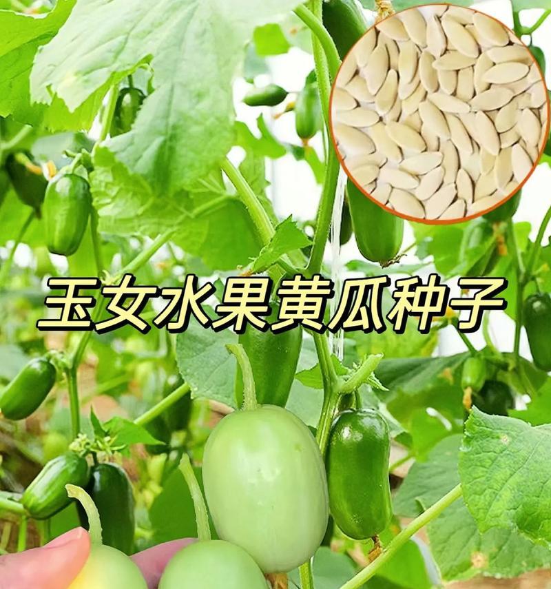 方形瓜种植方法有哪些？如何确保高产？