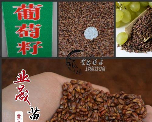 赖葡萄种植需要催芽吗？步骤和注意事项是什么？