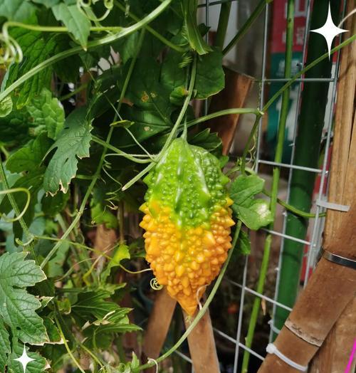 赖葡萄种植需要催芽吗？步骤和注意事项是什么？