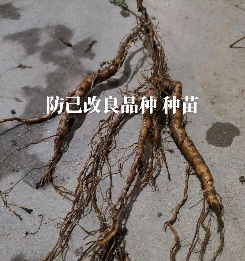 防己种子催芽方法是什么？如何提高发芽率？