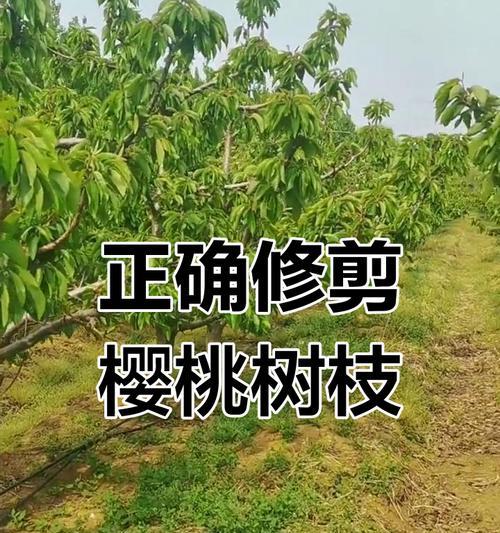 脆皮修剪枝条的最佳时机是什么时候？步骤和注意事项有哪些？