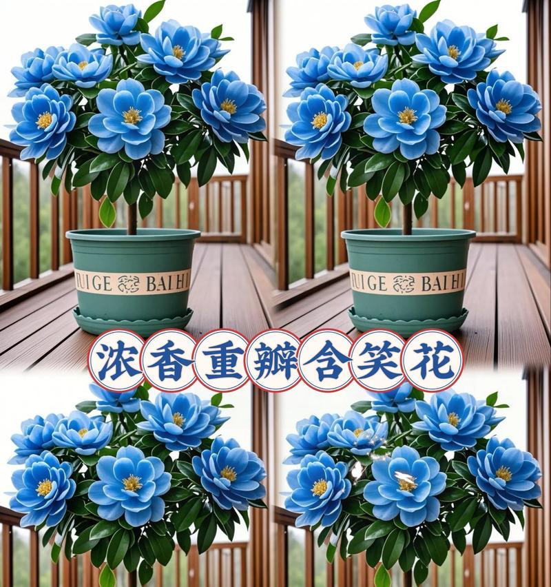 含笑修剪枝叶的最佳时期是什么时候？修剪后如何护理？