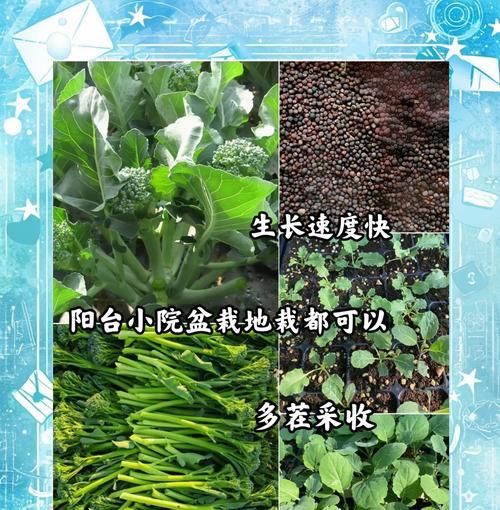 西兰花台怎么种植方法？有哪些步骤和注意事项？