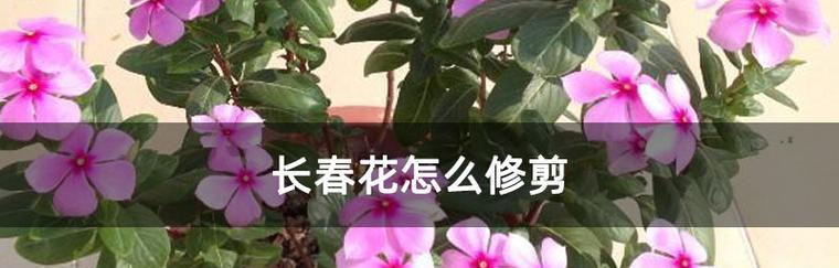 冬天修剪花怎么剪枝？有哪些技巧和注意事项？
