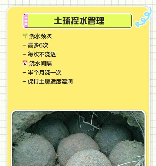 发财树割干后如何催芽？常见问题解答？