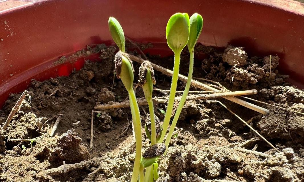 种子催芽发芽后怎么办？后续步骤和注意事项是什么？