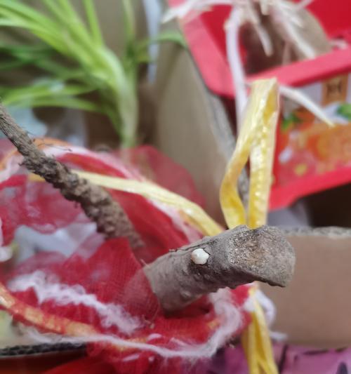 种子催芽发芽后怎么办？后续步骤和注意事项是什么？