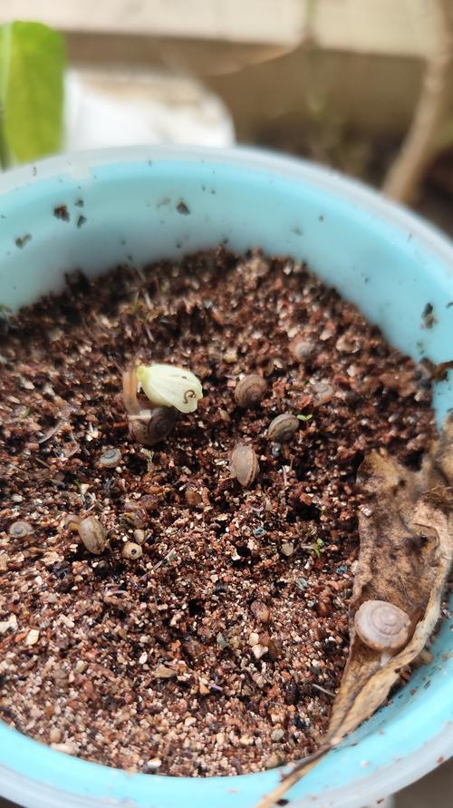 太阳花种子催芽方法是什么？需要多长时间才能发芽？