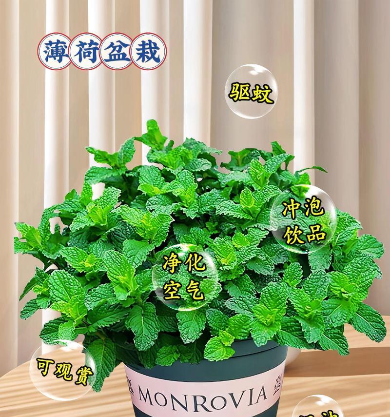 薄荷扩盆种植方法是什么？如何正确进行薄荷的扩盆操作？