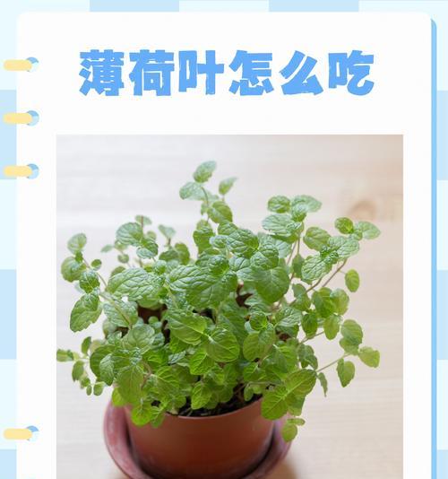 薄荷扩盆种植方法是什么？如何正确进行薄荷的扩盆操作？