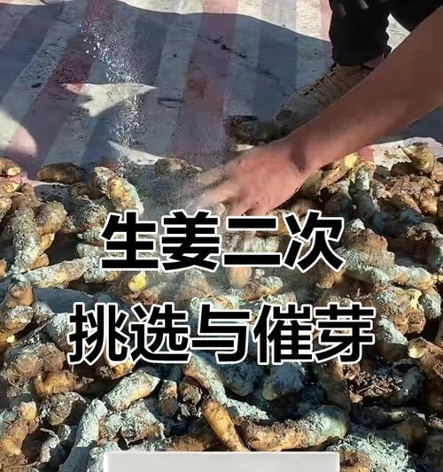 姜催芽怎么晒？晒姜的正确步骤和注意事项是什么？